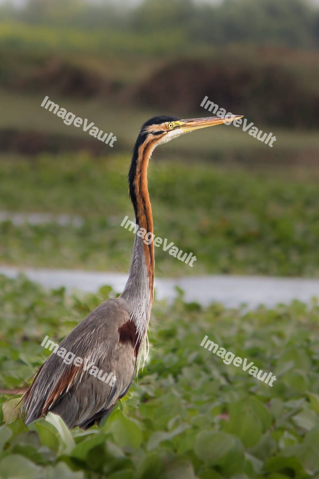 Great blue heron flying